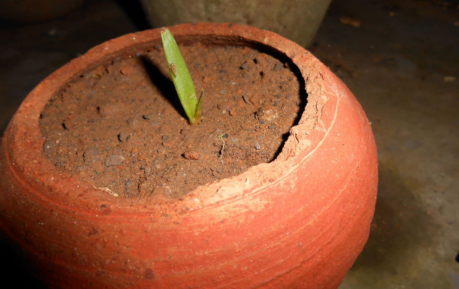 Rostlina Aloe vera